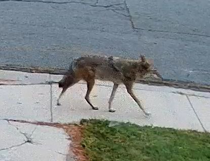 A coyote walking across the sidewalk, seen close up: tan and grey fur, long thin legs, ears up and head lowered