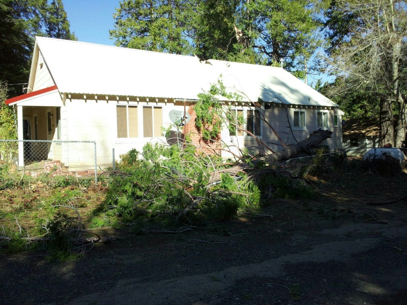 Large cedar tree that split and fell directly onto the roof of a small house in Stirling City, showing significant structural damage